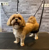 Beauté Canine