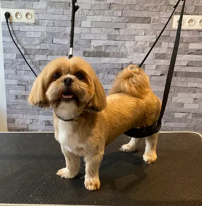 Beauté Canine