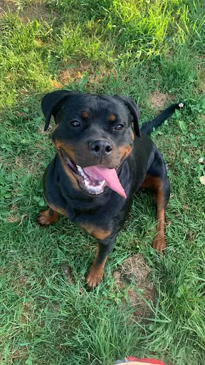 Elevage / Pension Canine les Rotts du Phoenix