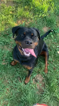 Elevage / Pension Canine les Rotts du Phoenix