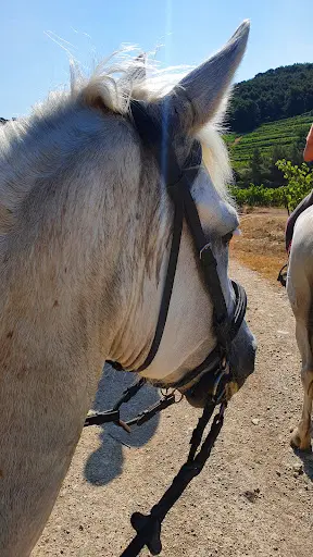 Les Écuries de Vela - Lafare À Cheval