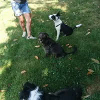 Pension Canine Tuc Dans la Nature
