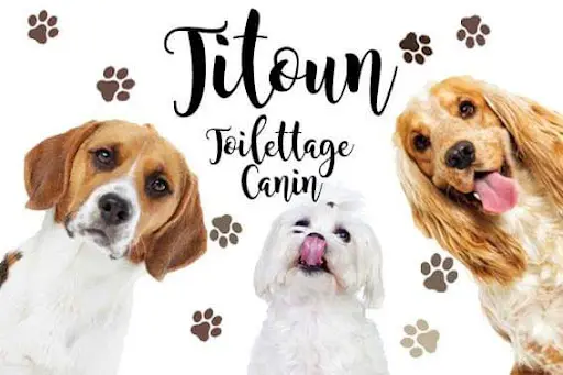Titoun Toilettage Chien