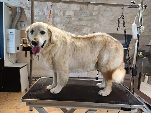 So My Dog