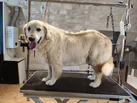 So My Dog
