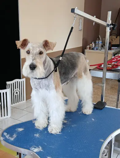 Bon Chien Bon Chat