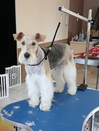 Bon Chien Bon Chat