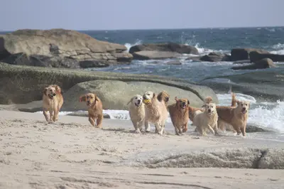 Butterfl Highland Golden Retriever