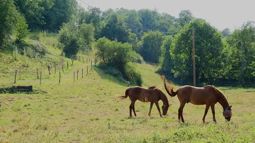 Domaine Equestre du Fil de l'Eau