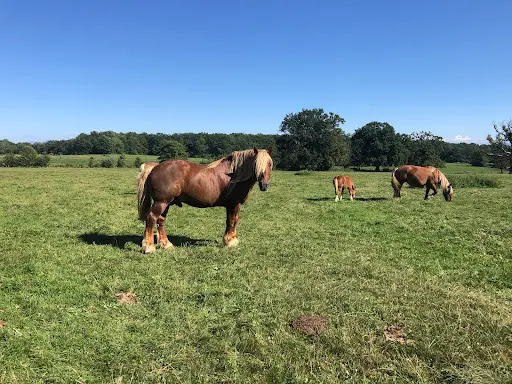 La Ferme Equi Table des Monts Jura