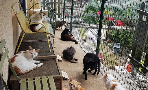 Loumargot Sos Chats en Detresse