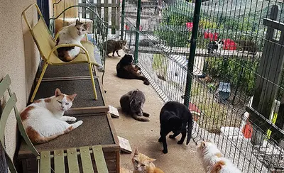 Loumargot Sos Chats en Detresse