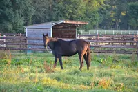 Haras de Sivola