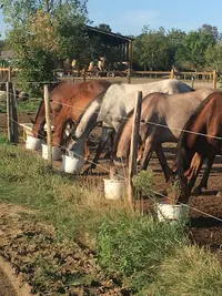 Hippo’camp D’aouzet