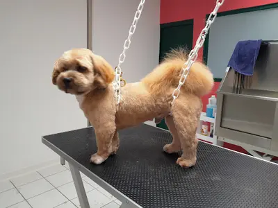 Le Toilettage de Céline