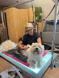 Dog Show & Spa