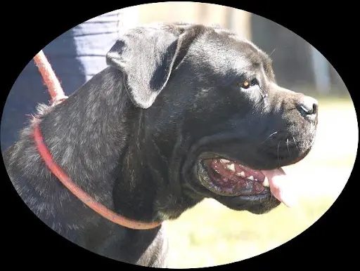 Elevage de Cane Corso "alassea Seregone"