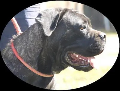 Elevage de Cane Corso "alassea Seregone"