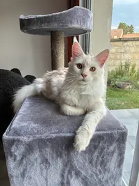 Chatterie de l'Akatsucoon