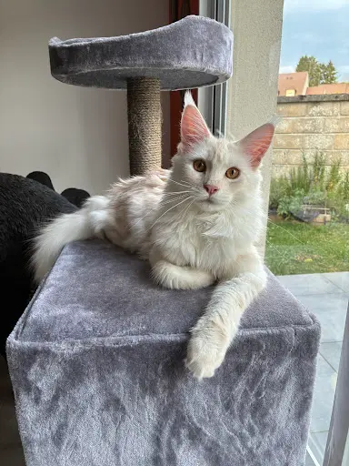 Chatterie de l'Akatsucoon