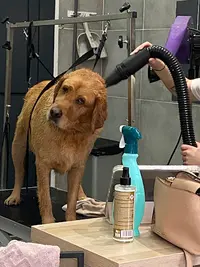 Puppy Doux Toilettage