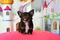 Des Jolies Petites Fleurs : Élevage de Chihuahuas