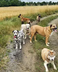 Les Chiens d'Alice Educateur Canin-comportementaliste-dressage