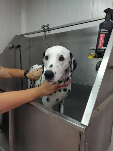 Au Joli Chien