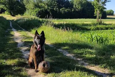 Nodens - Éducateur Canin Dans le Beaujolais