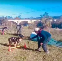 Paws Itive : Guilpin Ludivine Éducateur Canin , Comportementaliste Canin et Félin en Ardèche