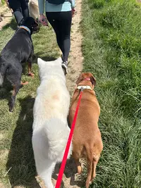 Lucie Morel- Éducation Canine
