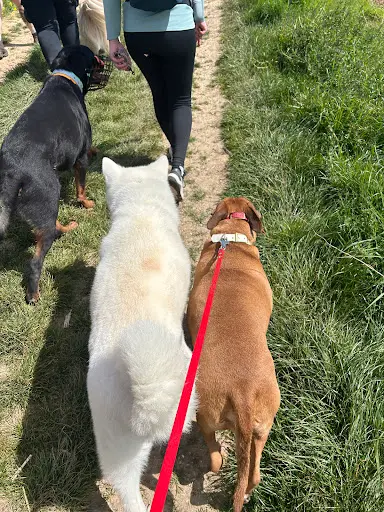 Lucie Morel- Éducation Canine