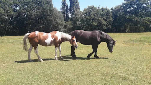 Le Ty Haras