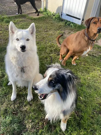 Pension Canine Familiale Saint Jean d'Angely