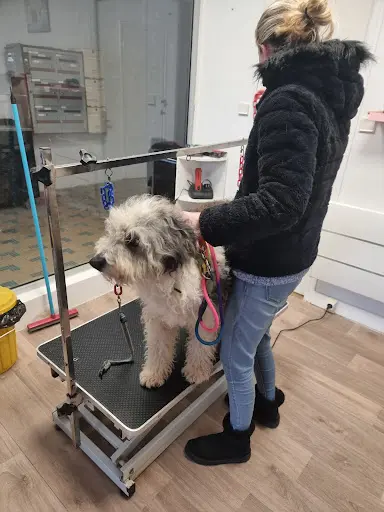 l'Atelier de Chipie