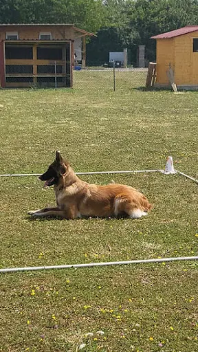 Club Canin de Landres