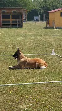 Club Canin de Landres