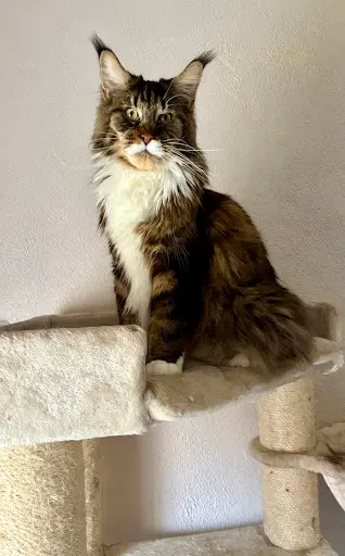Chatterie des Chachous Miaou - Maine Coon