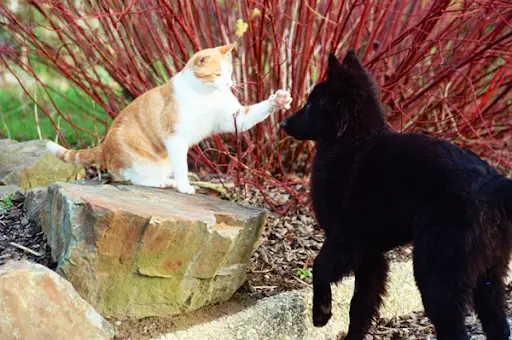 Au Jardin des Amis À 4 Pattes