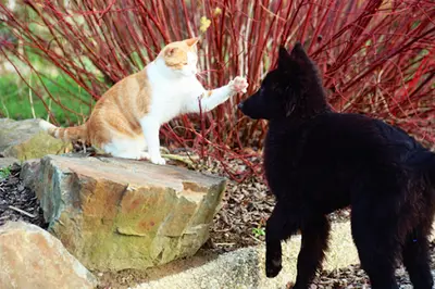 Au Jardin des Amis À 4 Pattes