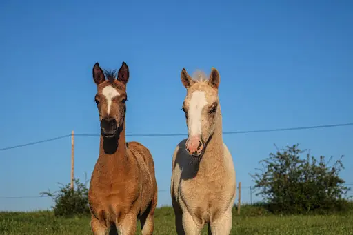 Haras de Zorivet
