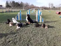 Club Canin Langeais