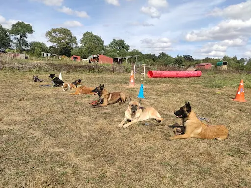 Kador de Chien