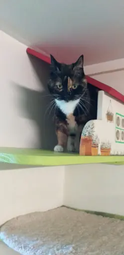 Chat O Pour Chats