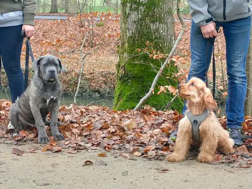 Affection Canine