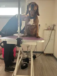F&c Toilettage