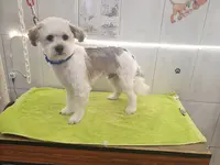 A Beauté Canine