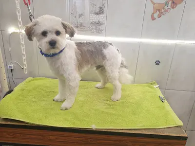 A Beauté Canine
