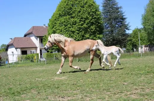 Centre Équestre et Haras du Nebouzan - Lannemezan
