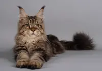 Dolmen Impérial - Maine Coons